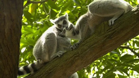 Two ring tailed lemurs grooming each other Stock Footage 112356365