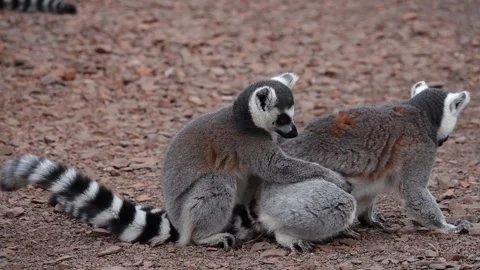 Two ring-tailed lemurs hugging each other. slow motion Stock Footage 214659041