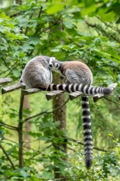 Two ring-tailed lemurs hugging in the tree Stock Photos