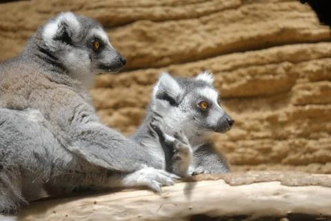 Two ring-tailed lemurs looking Stock Photos