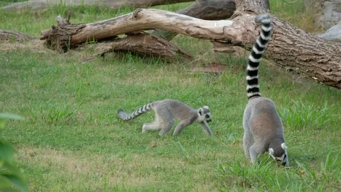 Two ring-tailed lemurs playing on the grass Stock-Footage 116441087