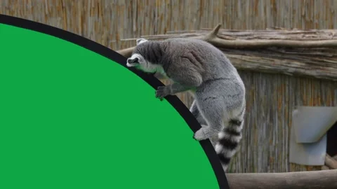 Two ring tailed lemurs playing with green screen Stock Footage 218455421