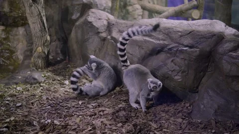 Two Ring-Tailed Lemurs Playing and Foraging on Leafy Ground Beside Rocky Enclosu 库存影片 334736455