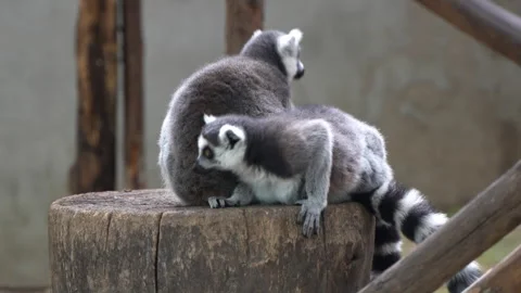 Two ring-tailed lemurs rest on a wooden post Video stock 255686537
