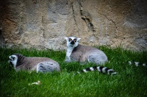 Two ring-tailed lemurs resting Stock Photos