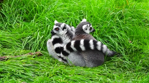 Two ring tailed lemurs sit on green grass. slow motion Stock Footage 218458349