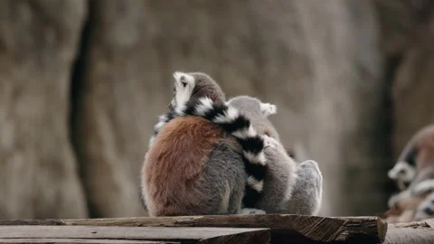 Two ring-tailed lemurs sitting close together on wooden planks, gently hugging Stock Footage 317985101