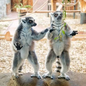 Two ring tailed lemurs on stone plate Stock Photos