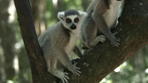 Two Ring-tailed Lemurs together on a tree Stock Footage 59135250