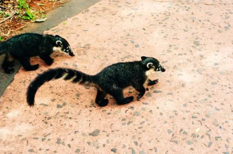 Two ring tailed lemurs together, one walking and one sitting, endangered monk Stock Photos