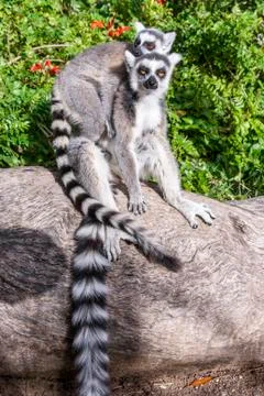Two ring-tailed Lemurs on a tree Stock Photos