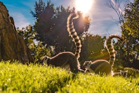 Two ring tailed Maki Catta lemurs  with big orange eyes. Madagascar lemurs. Foto stock