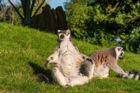 Two ring tailed Maki Catta lemurs  with big orange eyes.  Zen  pose. Foto stock
