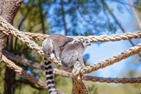 Two Ring Tailed Monkeys Playing ON Rope Stock Photos