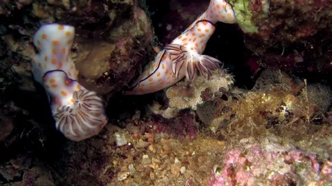 Two Ringed chromodoris nudibranch with Margin glossodoris Video stock 80282691