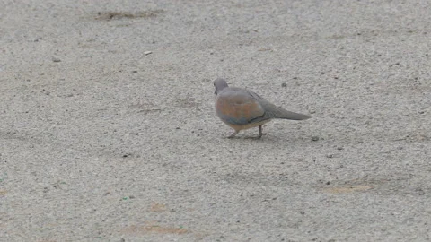 Two ringed turtledove Stock Footage 96012104
