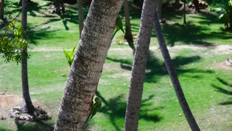 Two ringet parakeet are sitting next to two hollows and synchronosly look inside Stock Footage 86930149