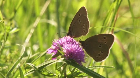 Two ringlet butterflies on a blossom Stock Footage 313474150