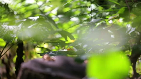 Two rings on the stump , the rays of the evening sun through the leaves Stock Footage 59043816