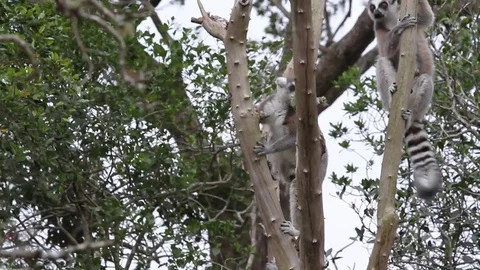Two Ringtail Lemurs very active in a tree Stock Footage