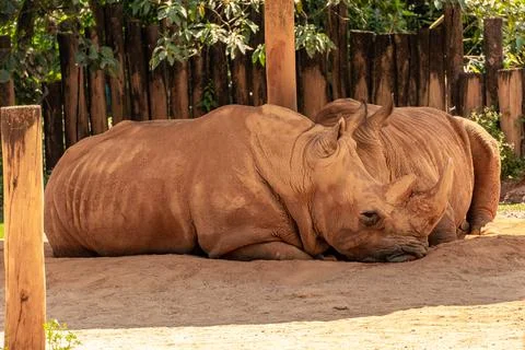 Two rinho's laying down in the shadow. In the Sao Paulo Zoo in Brazil. Stock Photos