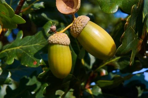 Two ripe acorns Stock Photos