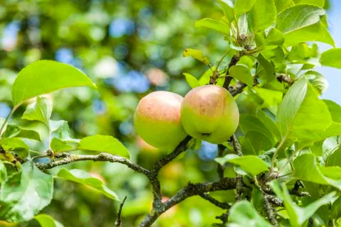 Two Ripe Apples Stock Photos