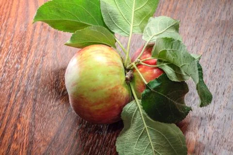 Two ripe apples Stock Photos