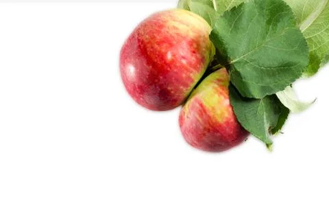 Two ripe apples Stock Photos
