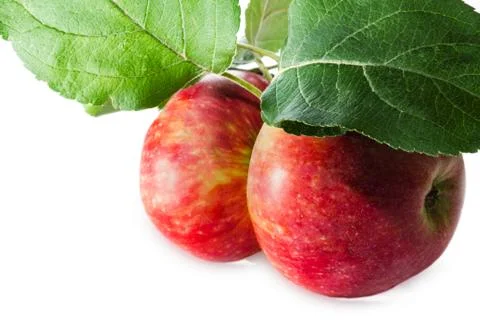 Two ripe apples Stock Photos