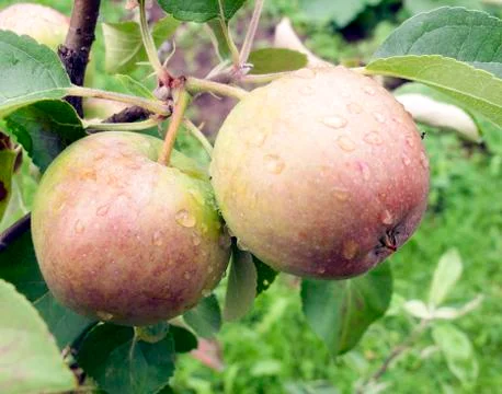 Two ripe apples with raindrops growing on the branch of the apple tree Stock Photos