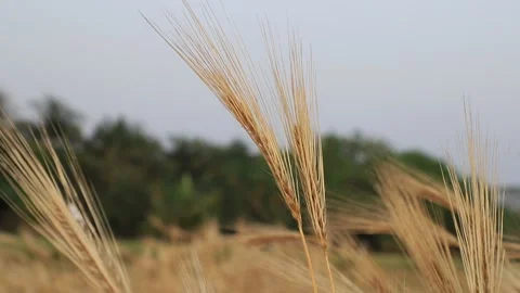 Two Ripe Barley's ears swaying in the wind with a Blurry field Stock Footage 172187236