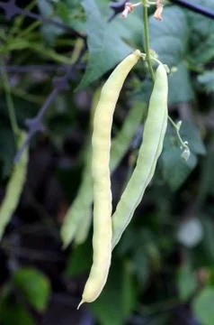 Two ripe bean Stock Photos
