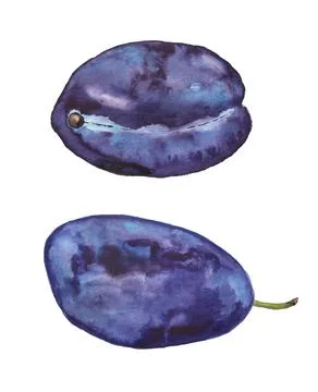 Two ripe blue plums Stock Illustration