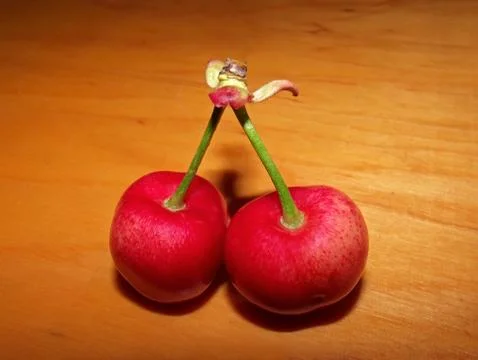 Two ripe cherries Stock Photos