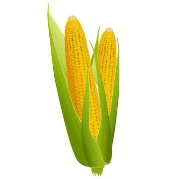 Two ripe corn cobs with golden grains and green leaves isolated on white Stock Illustration
