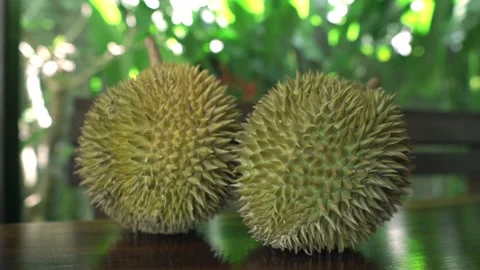 Two ripe durians are on the table Stock Footage 159329036