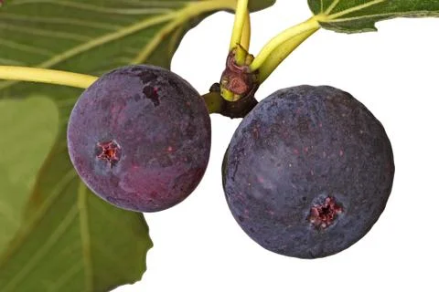 Two ripe figs on a tree Stock Photos