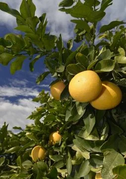 Two ripe grapefruit Stock Photos