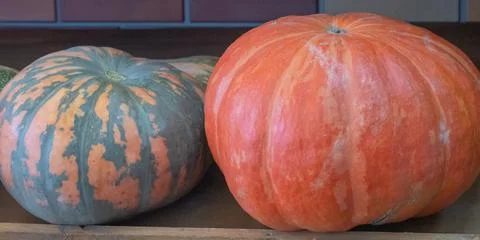 Two ripe large pumpkins of different varieties on the farm after harvesting Stock Photos