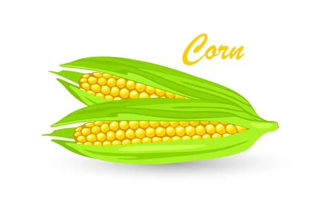 Two ripe maize or corncob with yellow kernels. Cereal grain. Summer harvest. Stock Illustration