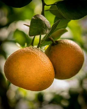 Two ripe orange fruits on a tree branch. Stock Photos