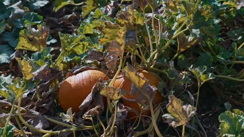 Two ripe orange pumpkins growing among fading autumn leaves on farm Video stock 346116382
