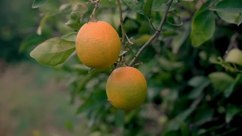 Two ripe oranges swaying on a branch in the wind, sunny day, citrus tree Stock Footage 327465047