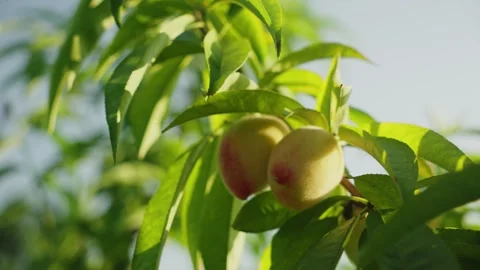 Two Ripe Peaches Hanging from Leafy Tree Branch, Close-up Vídeos de archivo 339084445
