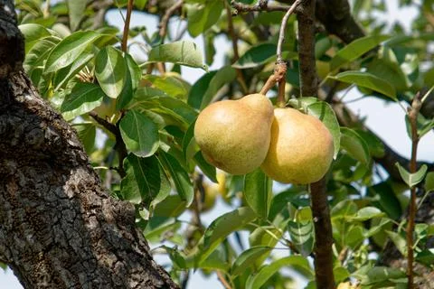 Two ripe pears hanging on the tree in summer . Tuscany, Italy Stock Photos
