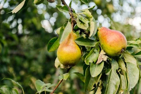 Two ripe pears hanging on a tree branch Stock Photos