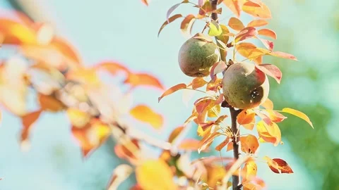 Two ripe pears on a tree branch in the wind on a sunny day. Stock Footage 240299554