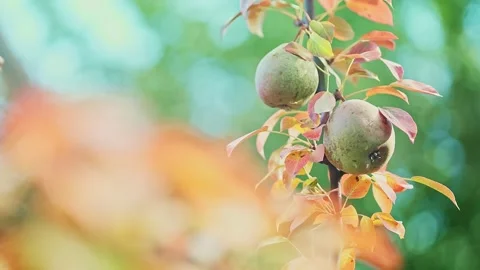 Two ripe pears on a tree branch in the wind on a sunny day. Stock Footage 242077506