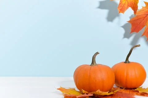 Two ripe pumpkins on a blue background with maple leaves. 스톡 사진